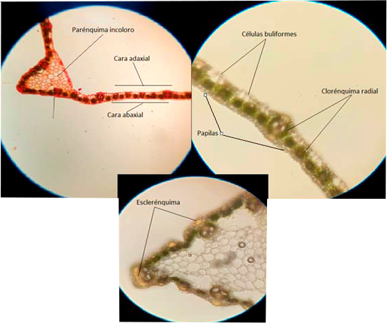 Echinochloa crus-galli